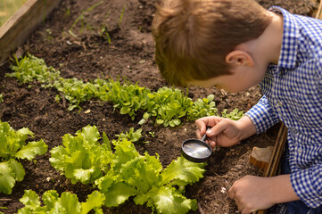 A Caucasian boy working in the garden studies a lettuce leaf through a magnifying glass, looking for pests.