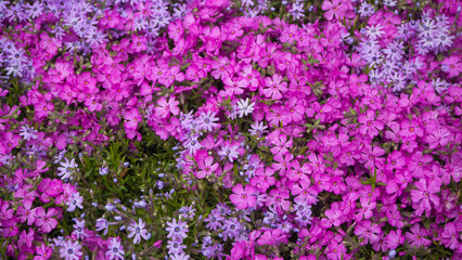 Beautiful fresh flowers on a flower bed-floral background. Beautiful spring blooming phlox flowers
