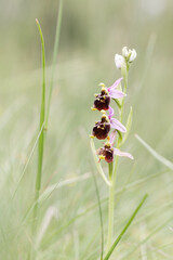 ophrys bourdon