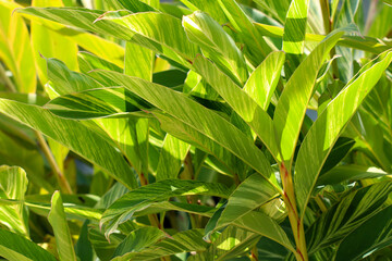 Bright bush of  Variegated Shell Ginger (Alpinia zerumbet'variegata', Kifugetto), large dark green with yellow longitudial striped leaves shining in the sunlight。