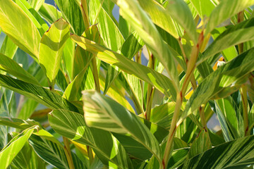 Bright bush of  Variegated Shell Ginger (Alpinia zerumbet'variegata', Kifugetto), large dark green with yellow longitudial striped leaves shining in the sunlight。