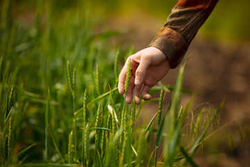 Agriculture corn. environmental protection. male farmer's hand touches pouring plants low on black soil. Concept of field works, eco, nature, local farm