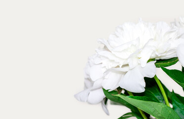 Obraz na płótnie Canvas white peonies flowers on beige light background.space for text,mock up.flowers shop,delivery,greeting card.international mother women's day.