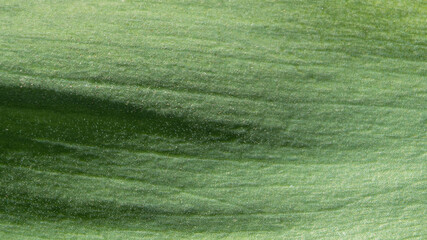 Green leaf macro texture background Background Of Green Leaves. Detail a macro of a natural green leaf in natural light. Texture of dark green leaf