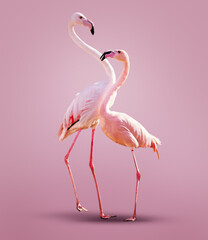 Two beautiful pink flamingos together over clean background