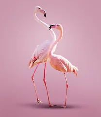 Fotobehang Twee mooie roze flamingo& 39 s samen over schone achtergrond © Sergey Novikov