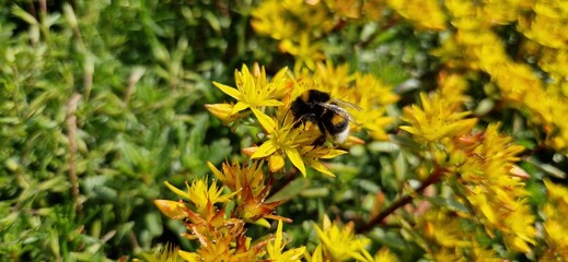 bee on dandelion