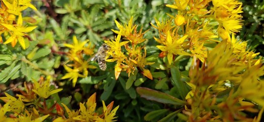 yellow flowers in spring