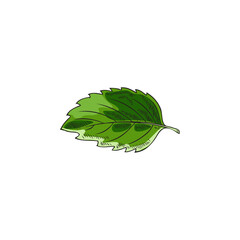 Melissa or peppermint green single leaf sketch vector illustration isolated.