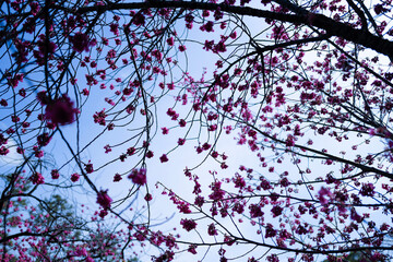 branches of a tree
