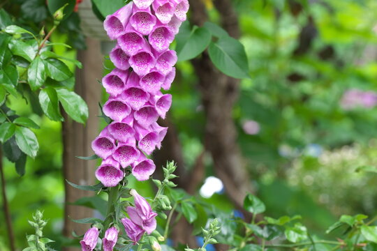 Fingerhut, Garten Pflanze, Giftpflanze, Giftig,  Digitalis
Lippenblütlerartige (Lamiales)


