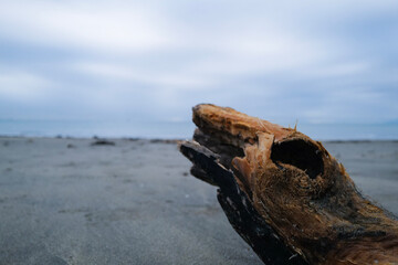 Decaying wood on the beach