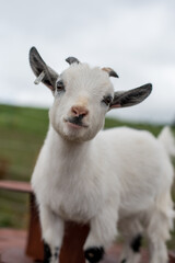 Portrait of Goat