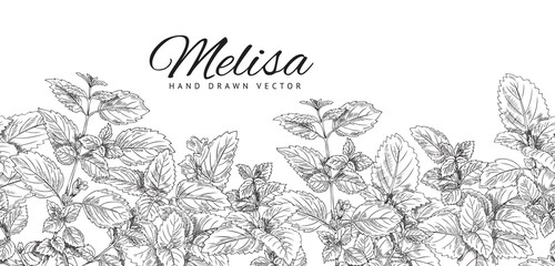 Poster, template with branch, melissa leaf, botanical vector illustration, hand-drawn.