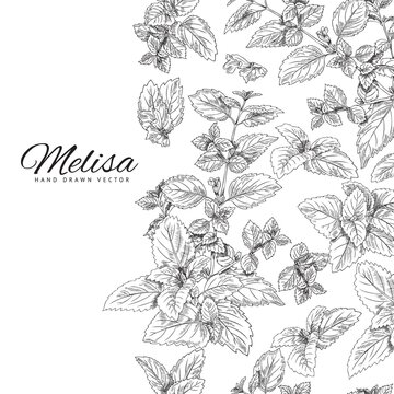 Branch, leaf of melissa, background for text, botanical vector illustration drawn by hand.