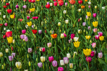 Tulip Garden. Tulip Festival in the Emirgan stanbul. iron cage sitting area in the park and colorful tulips around it