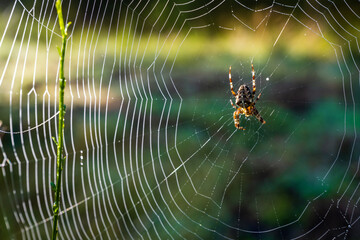 L'araignée porte-croix, Araneus diadematus, Épeire diadème, araignées aranéomorphes de la famille des Araneidae très commune en Europe et Amérique du Nord