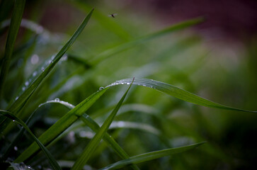 morning dew on the grass