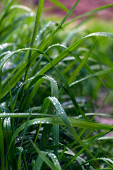 morning dew on the grass