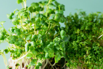 Fresh Herbs Background Micro Greens Vegan Healthy Food Close Up Horizontal