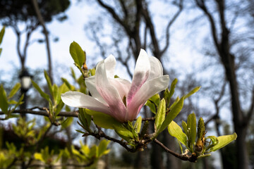 White pink flower of Magnolia liliiflora, closeup on a blurred background (Magnoliaceae). Selective...