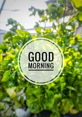 green leaves on the wall