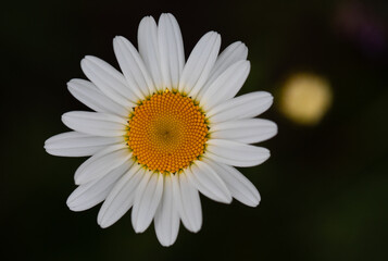 Obraz premium white chamomile flower on a black background close-up.