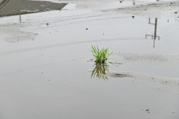 日本の稲作農家の田植えのお手伝い
