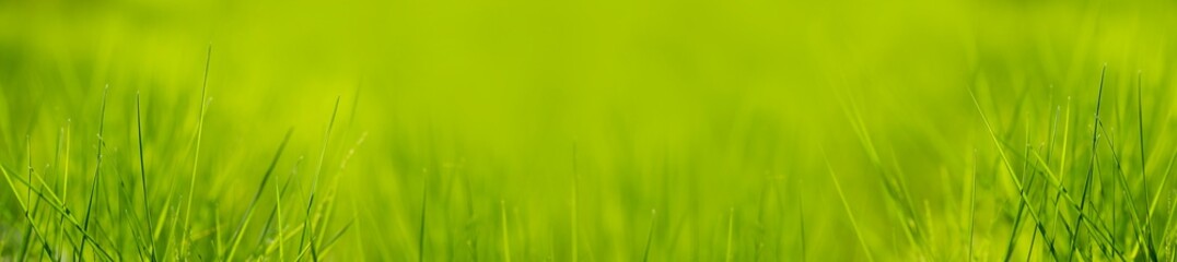 Macro grass in gentle focus. Blurred background of green forest. Abstract beautiful backdrop for text or advertising. Morning sun in the meadow