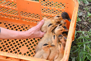 アイガモ農法で田んぼに放つ前のカモの赤ちゃん