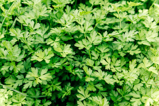 The green parsley plant, perrexil - Petroselinum crispum Nym. Сlose up of parsley leaves in parsley farm