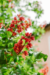 Obraz premium Beautiful pink chestnut flowers in a spring city.