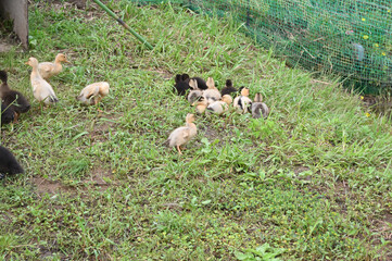 アイガモ農法で田んぼに放たれたばかりのカモの赤ちゃん