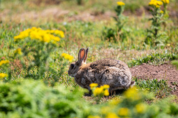 A rabbit in a field on Skomer Island in Wales, with a shallow depth of field