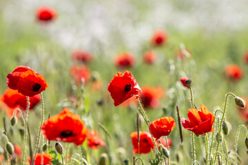 Fototapeta premium Poppies in the Sputh Downs on a sunny early summer day