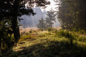 Obraz premium Ambiance matinale à proximité d'une zone humide en été, Allègre, Haute-Loire, Auvergne-Rhône-Alpes, France