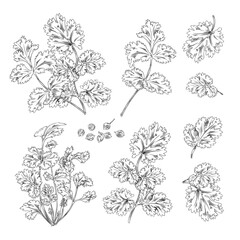 Hand drawn coriander leaves, branches and seeds - flat vector illustration isolated on white background.