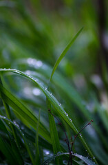 morning dew on the grass