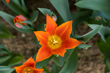 Orange tulip. Close-up  from top view, selective focus orange tulip.