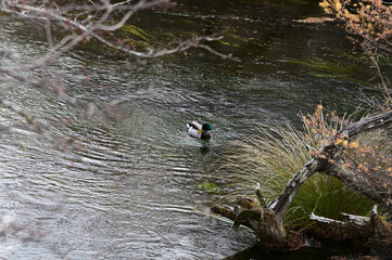 栃木県日光市戦場ヶ原の遊歩道から見える川を泳ぐ水鳥