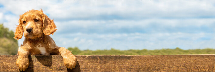 Panoramic Cute Golden Puppy Dog Resting on a Wooden Fence Web Banner Header Panorama - 509391615