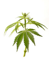 Green cannabis plants on a white background