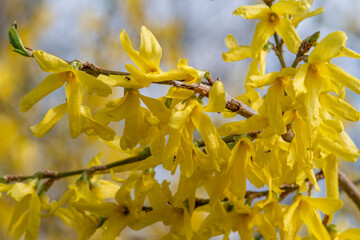 Forsythia close up photo from the yellow flowers, made in thespringtime