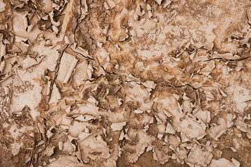 Close up of crack soil and desert in dry season textures, hot summer. Texture of sunny dried earth