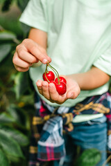 A boy picking cherries in the orchard. Hands hold cherries close up.
