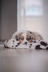 Tired Australian Shepherd puppy rests on her blanket and enjoys dreamland. The brown and black and white puppy looks bored and waits for some action. Blue merle