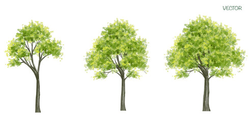 Vector watercolor of tree side view isolated on white background for landscape  and architecture drawing, elements for environment and garden,botanical elements  - obrazy, fototapety, plakaty
