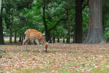 奈良公園にいる鹿