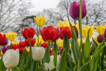 Multicolored flowerbed of yellow, white, red, purple blooming tulips at flower farm field in springtime.
Color tulips