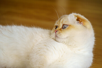 Fototapeta na wymiar Cute scottish fold kitten